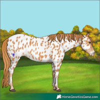 Horse Color:Chestnut Appaloosa 