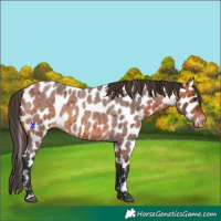 Horse Color:Bay Roan Appaloosa 