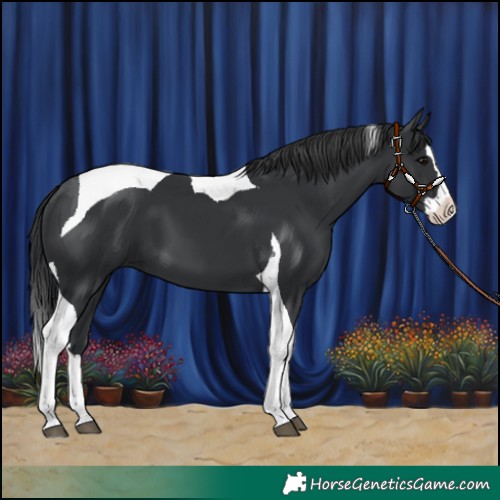 Horse Color:Black Splash Tobiano 