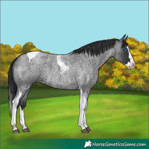 Horse Color:Blue Roan Splash Tobiano 