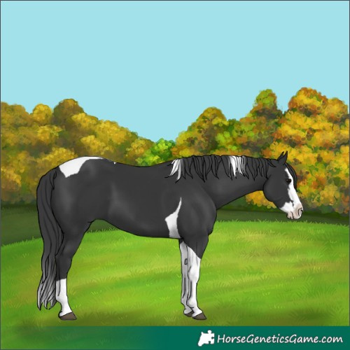 Horse Color:Black Splash Tobiano 