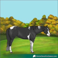 Horse Color:Black Splash Tobiano