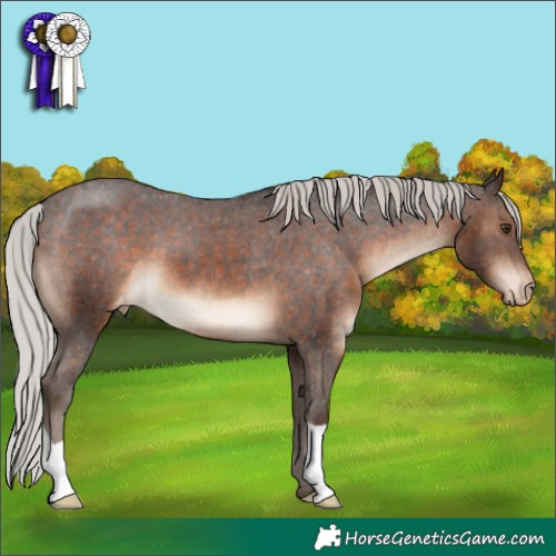 Horse Color:Silver Brown Appaloosa 