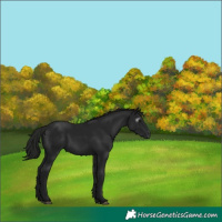 Horse Color:Gray Black 