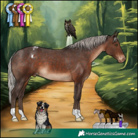 Horse Color:Silver Brown Appaloosa 