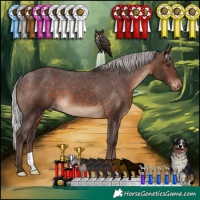 Horse Color:Silver Brown Appaloosa 