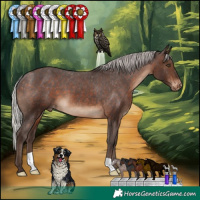 Horse Color:Silver Brown Appaloosa 