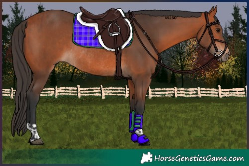 Horse Color:Bay Rabicano and Bay Rabicano