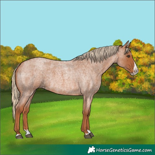 Horse Color:Red Roan Splash 