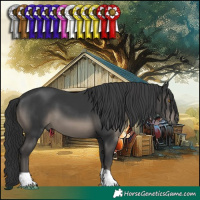 Horse Color:Black 