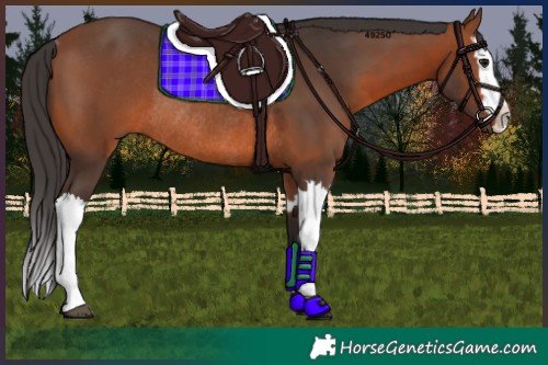 Horse Color:Bay Rabicano and Bay Splash Rabicano