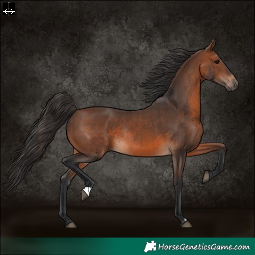 Horse Color:Brown Rabicano and Brown Rabicano