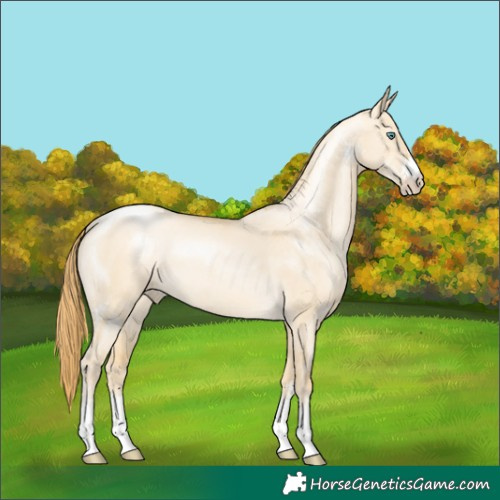 Horse Color:Smoky Grullo Pearl Sabino 