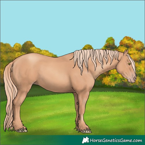 Horse Color:Gold Champagne 