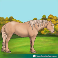 Horse Color:Gold Champagne