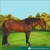 Horse Color:Bay 