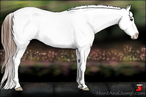 Horse Color:White Spotted Chestnut Blanket