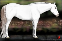 Horse Color:White Spotted Chestnut Appaloosa 