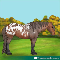 Horse Color:Bay Appaloosa