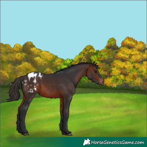Horse Color:Bay Blanket 
