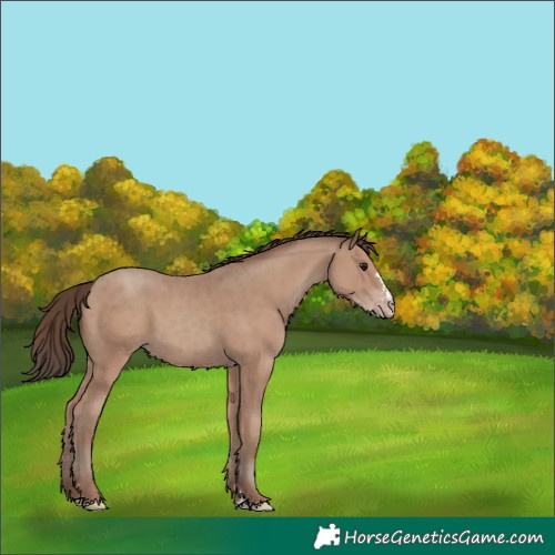 Horse Color:Classic Champagne 
