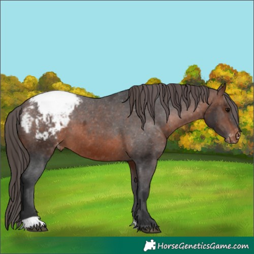 Horse Color:Brown Appaloosa 