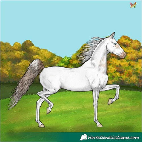 Horse Color:Bay Dun Sabino Splash Tobiano Frame Appaloosa 