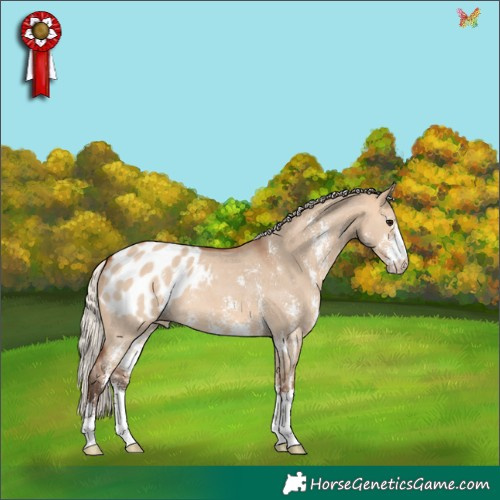 Horse Color:Silver Bay Dun Sabino Appaloosa 