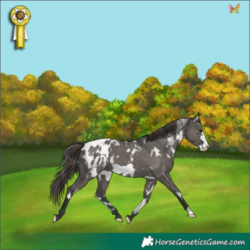 Horse Color:White Spotted Grullo Frame Appaloosa 