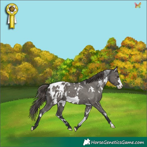 Horse Color:White Spotted Grullo Frame Appaloosa 
