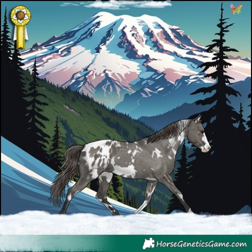Horse Color:White Spotted Grullo Frame Appaloosa 