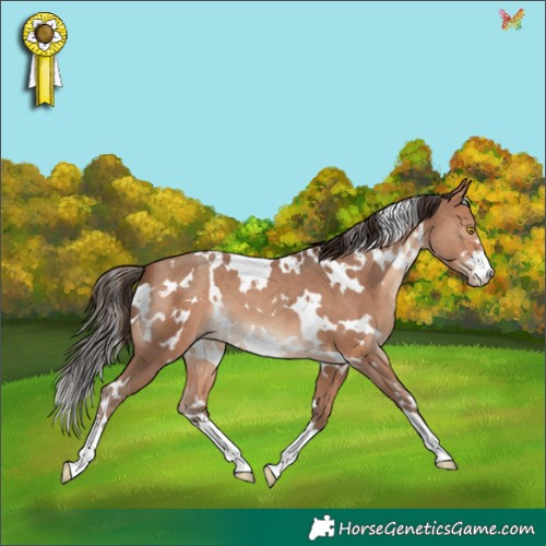 Horse Color:White Spotted Amber Champagne 