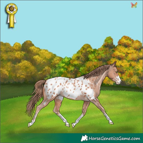 Horse Color:Gold Champagne Appaloosa 