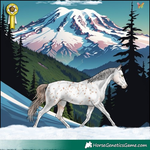 Horse Color:Gold Champagne Appaloosa 