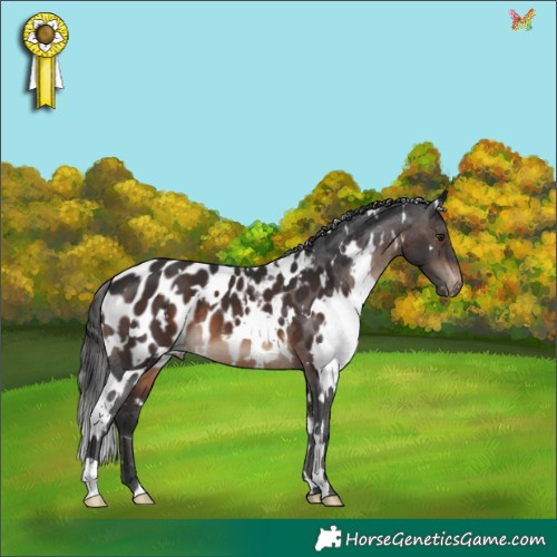 Horse Color:White Spotted Brown Appaloosa 