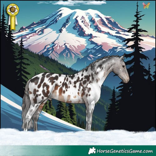 Horse Color:White Spotted Brown Appaloosa 