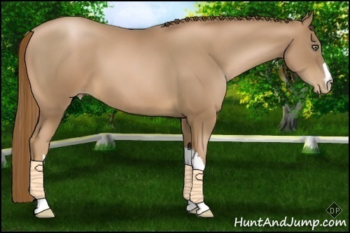 Horse Color:Liver Chestnut Pearl 