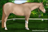 Horse Color:Liver Chestnut Pearl 