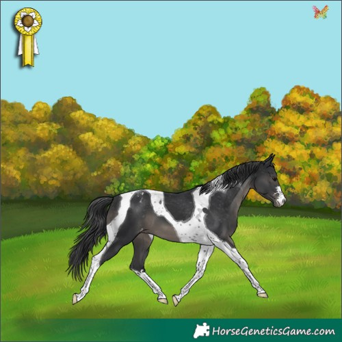 Horse Color:Black Tobiano Appaloosa 