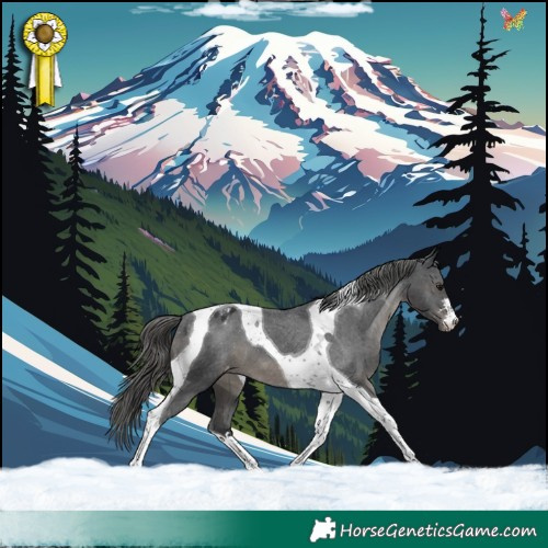 Horse Color:Black Tobiano Appaloosa 