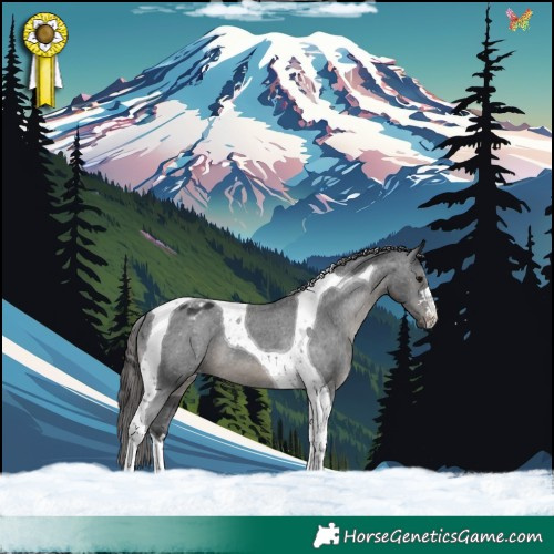 Horse Color:Black Tobiano Appaloosa 