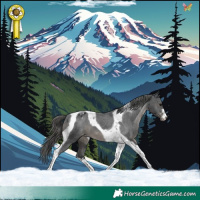 Horse Color:Black Tobiano Appaloosa 