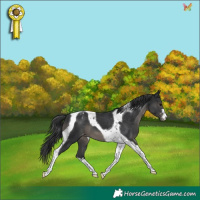 Horse Color:Black Tobiano Appaloosa 