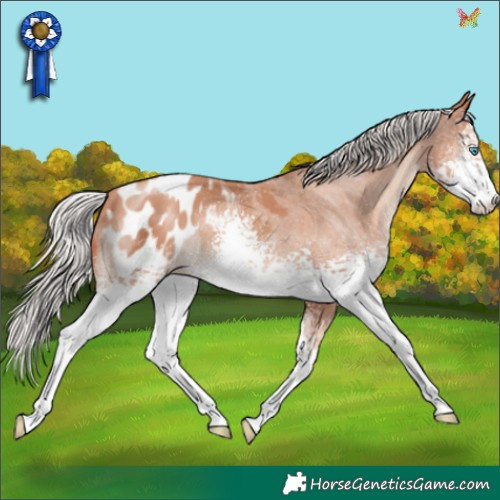 Horse Color:White Spotted Silver Sable Champagne Appaloosa 