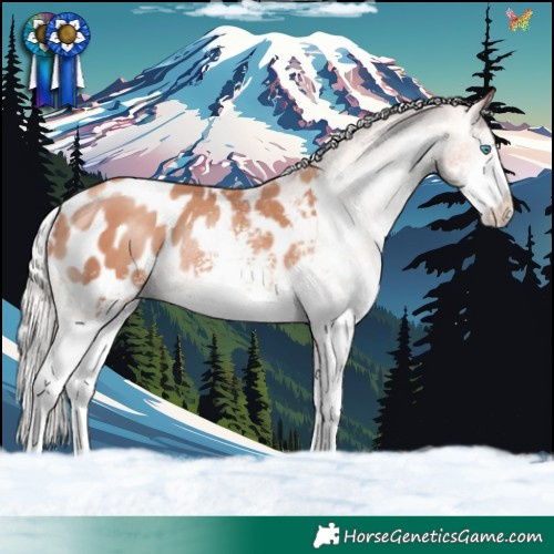Horse Color:White Spotted Silver Sable Champagne Appaloosa 