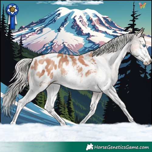 Horse Color:White Spotted Silver Sable Champagne Appaloosa 