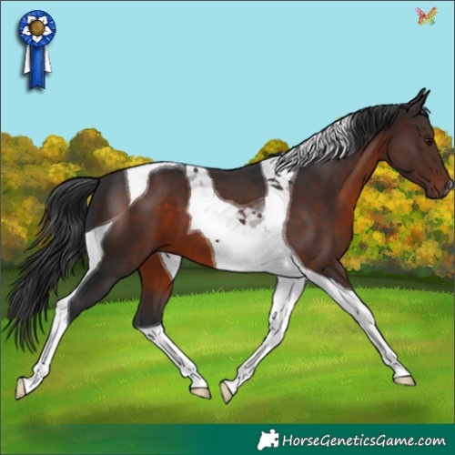 Horse Color:Brown Tobiano 