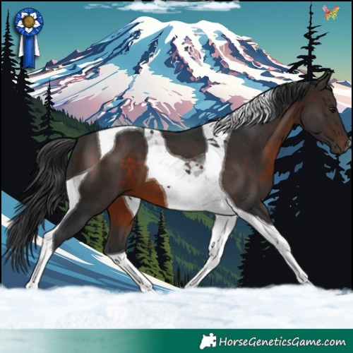 Horse Color:Brown Tobiano 