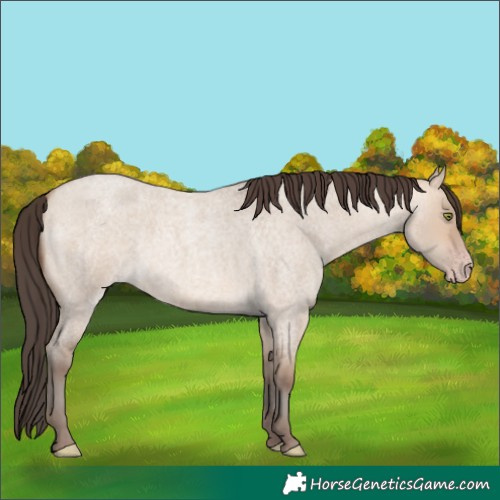 Horse Color:Amber Champagne Roan Dun 