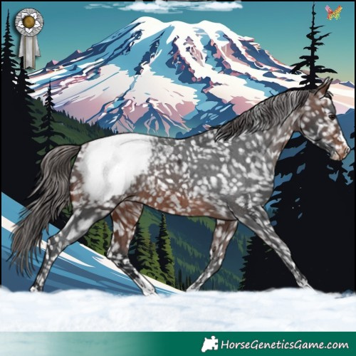 Horse Color:Brown Appaloosa Rabicano 